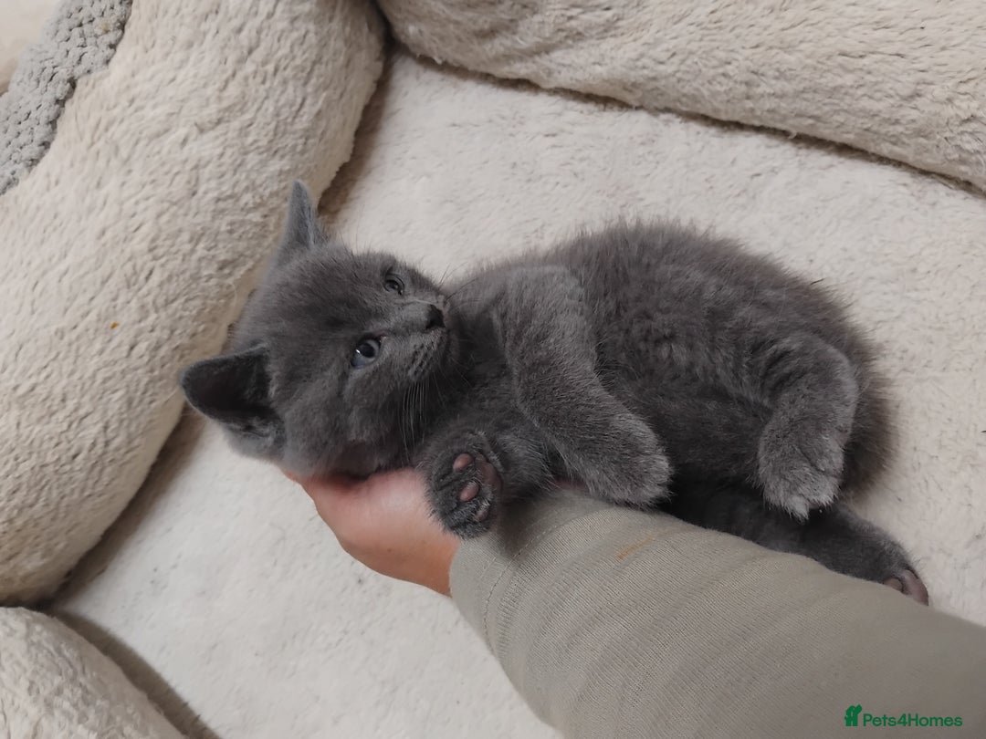 British Shorthair cats for sale: Fluffy playfull British sorthair kittens available - Image 7