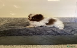 Pomeranian dogs for sale: Pomeranian  - Image 13