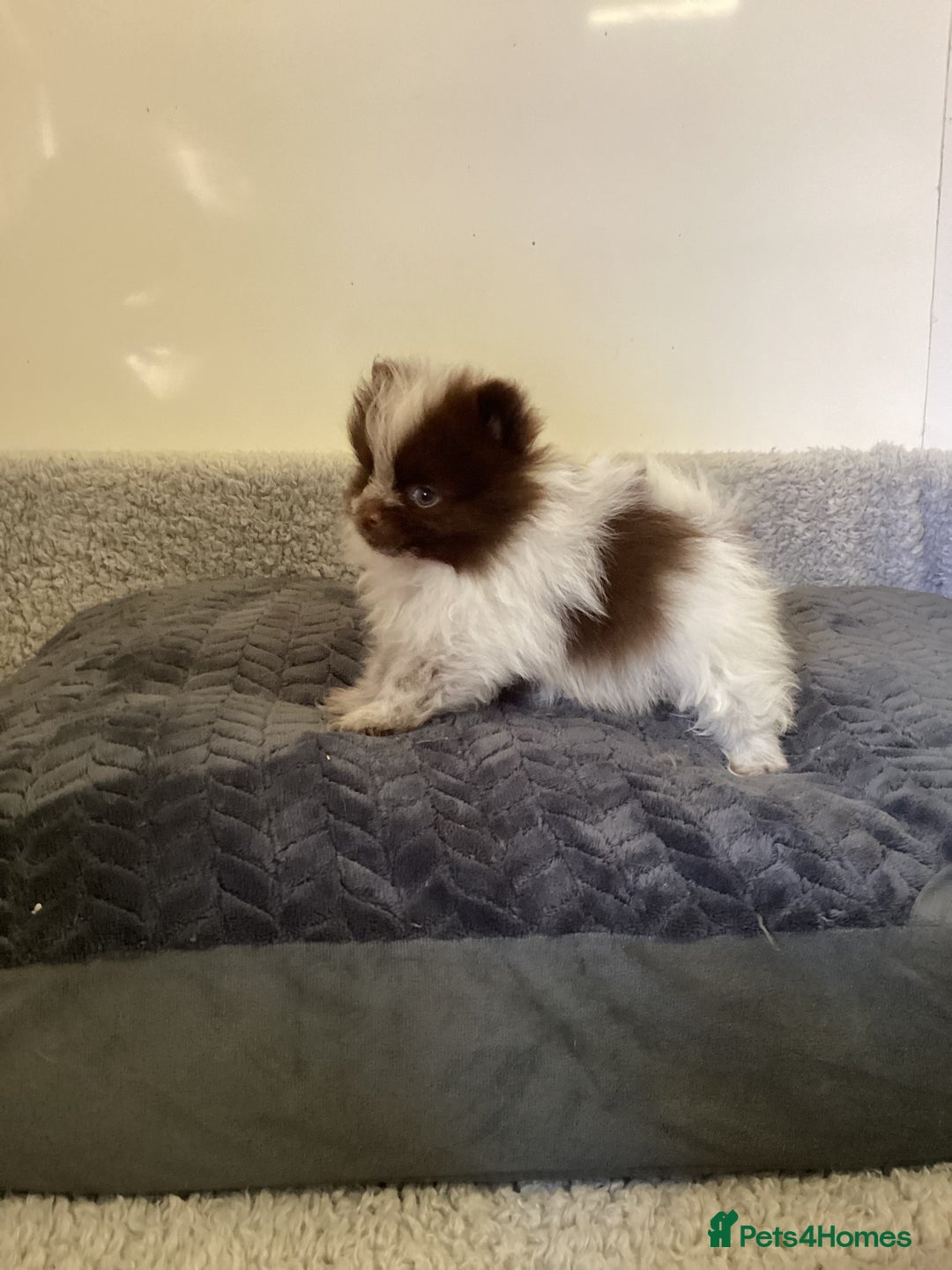 Pomeranian dogs for sale: Pomeranian  - Image 13