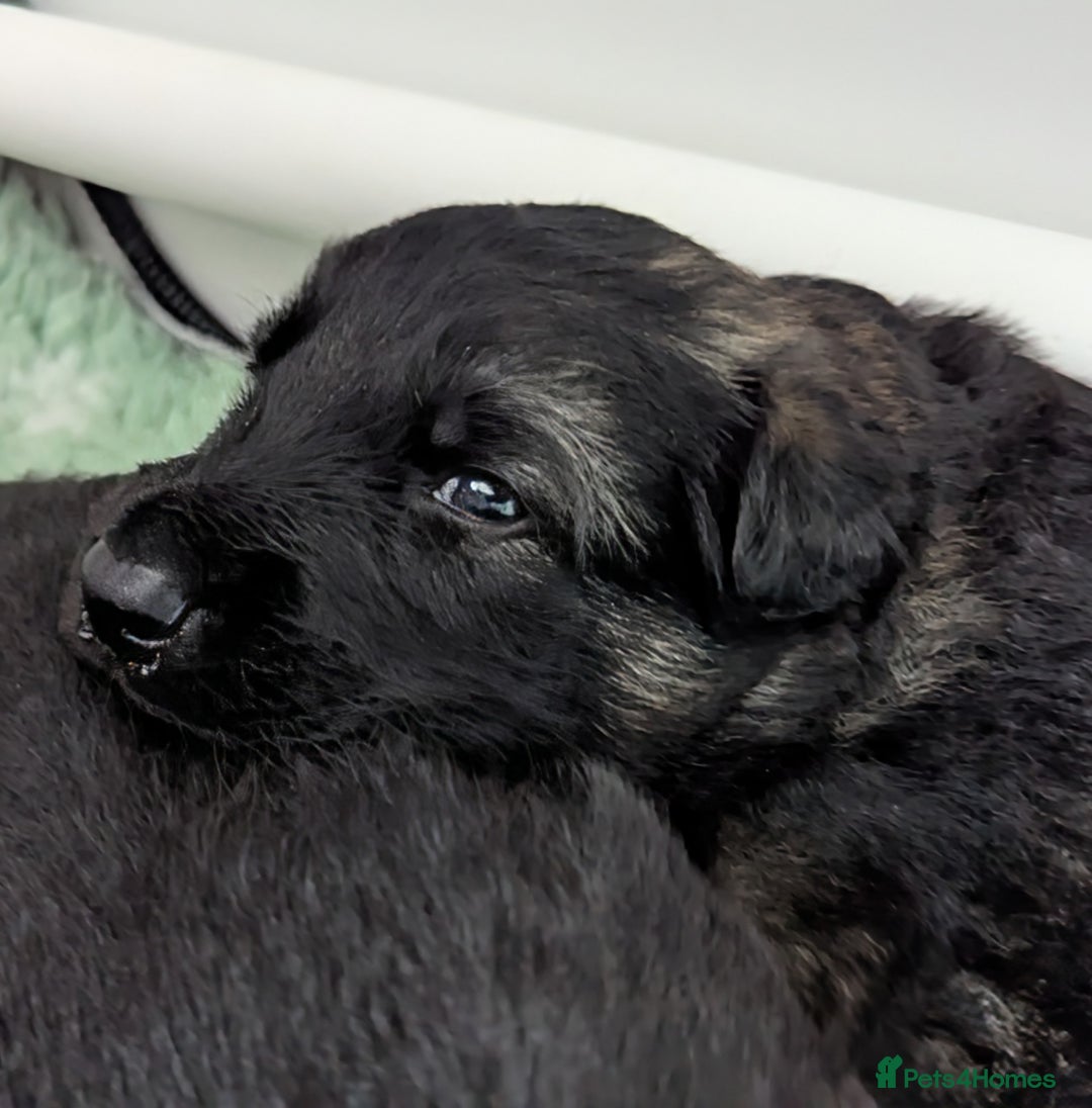 German Shepherd dogs for sale: Beautiful KC German Shepherd Puppies health tested - Image 25