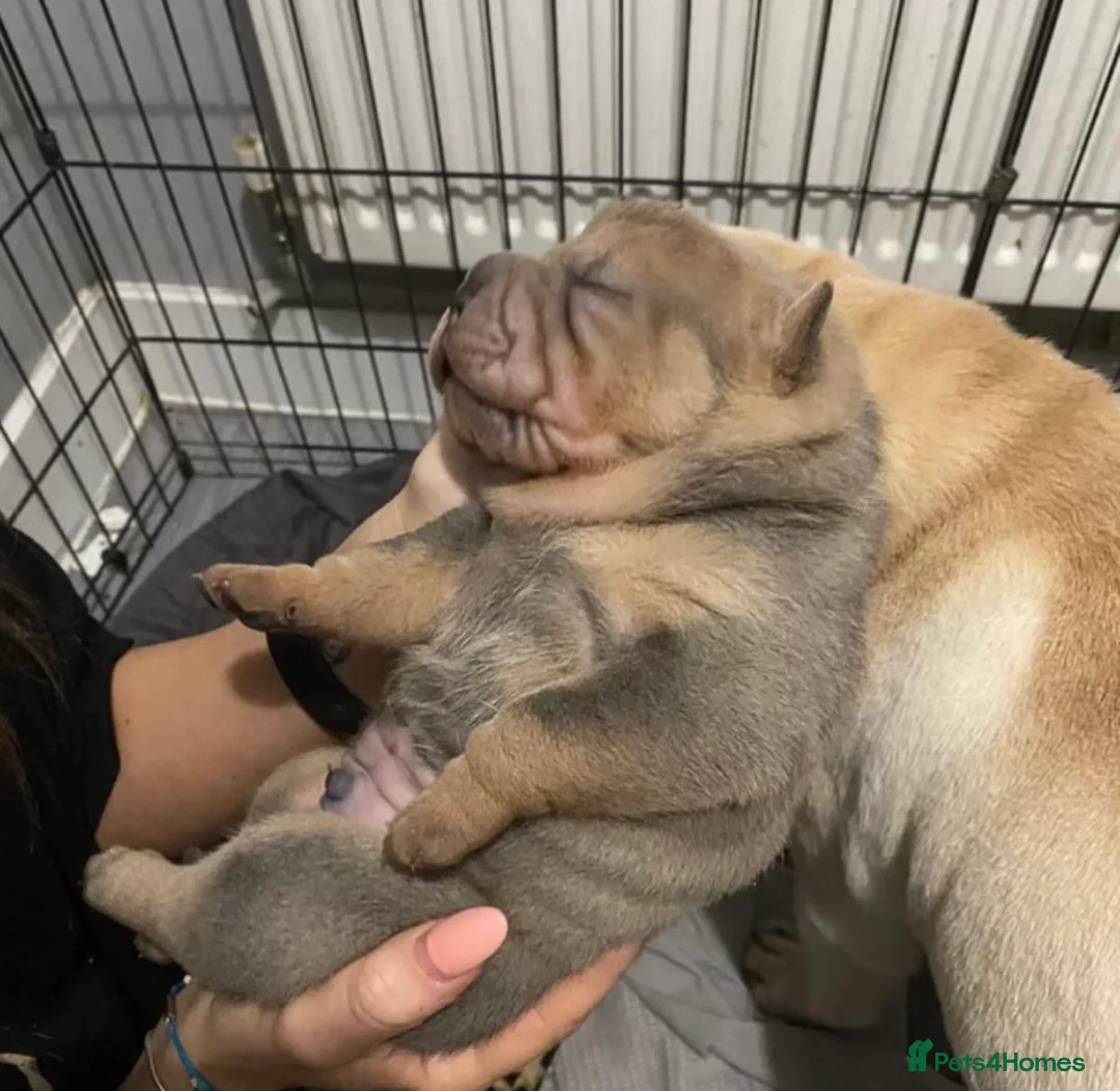 Shar Pei dogs for stud: THE HUSTLER BLACK AND TAN KC  in Scunthorpe - Advert 4