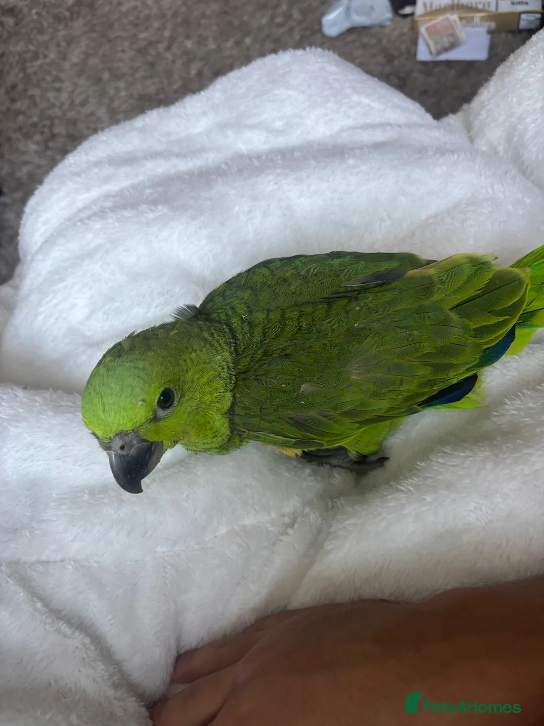 Parrots birds for sale: Baby Yellow Naped Amazon & Baby African Grey - Advert 4
