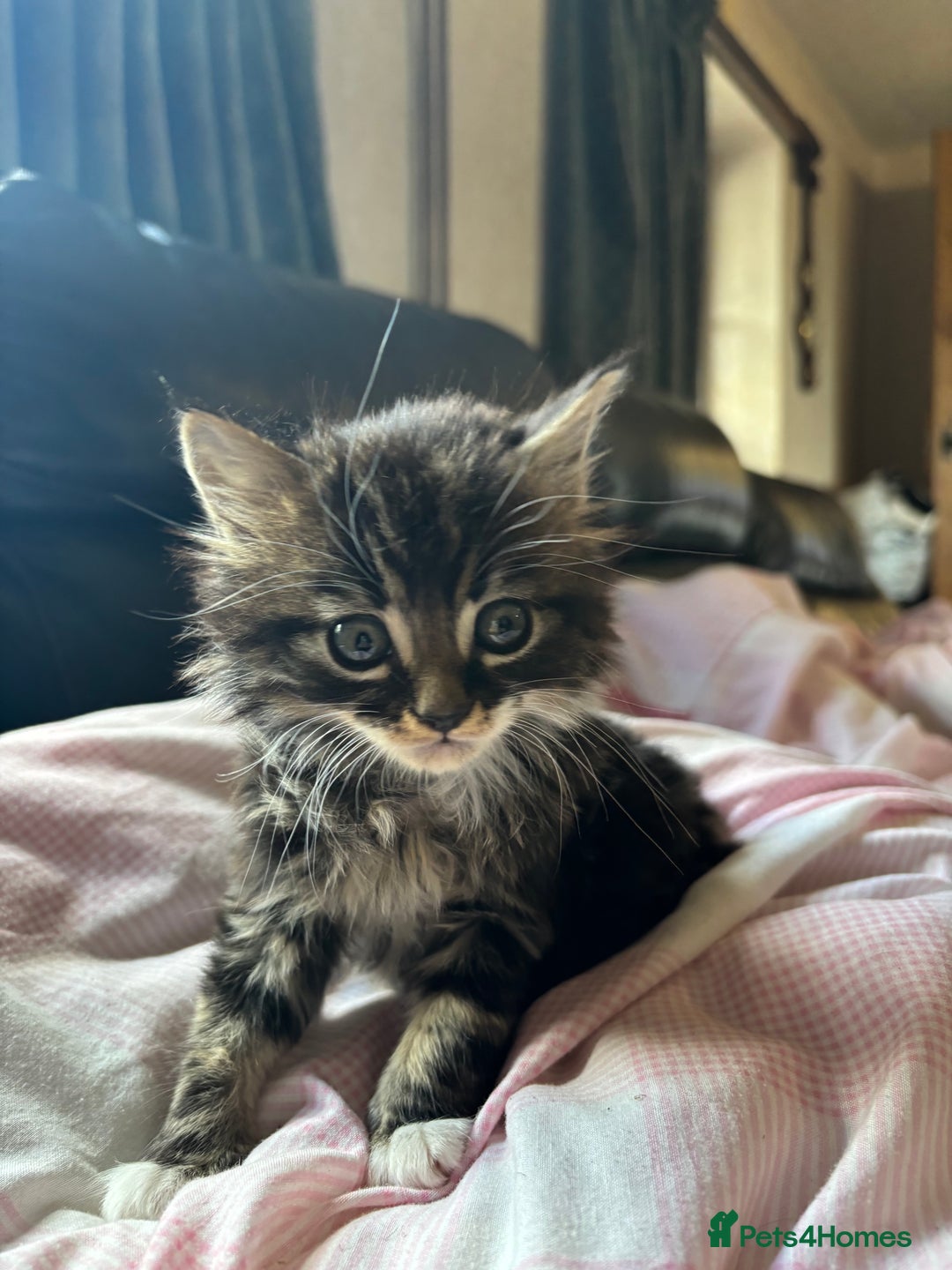 Mixed Breed cats for sale: Kittens  - Image 2