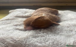 Cavalier King Charles Spaniel dogs for sale: Pugalier Pups ready for their new home!  - Image 16