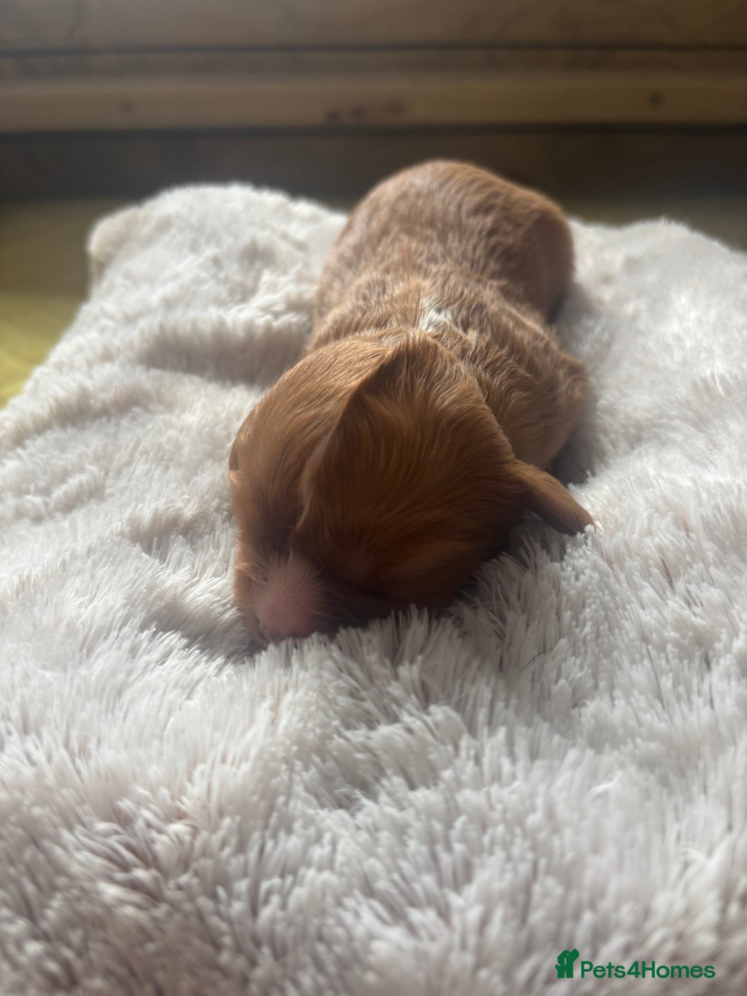 Cavalier King Charles Spaniel dogs for sale: Pugalier Pups ready for their new home!  - Image 16