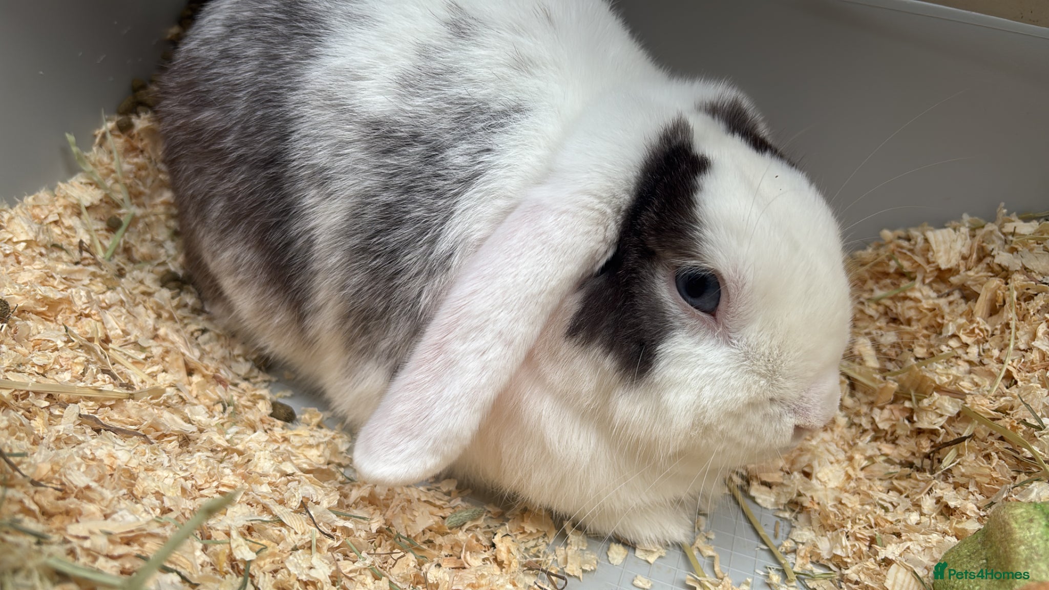 Mini Lop rabbits Beautiful mini lop male rabbit with cage & extras - Advert 2