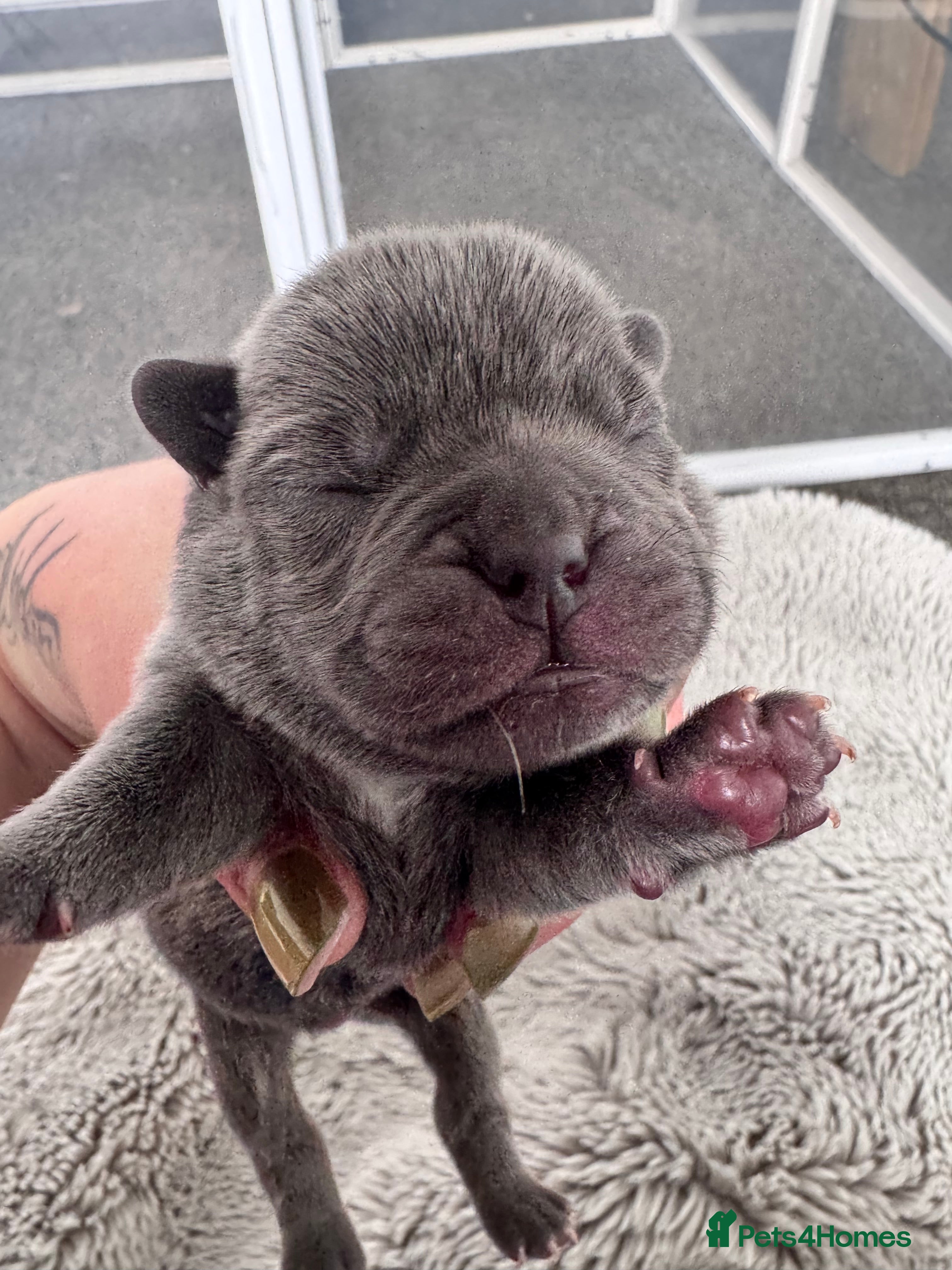Mixed Breed dogs for sale: Beautiful Litter of French Chows - Advert 31