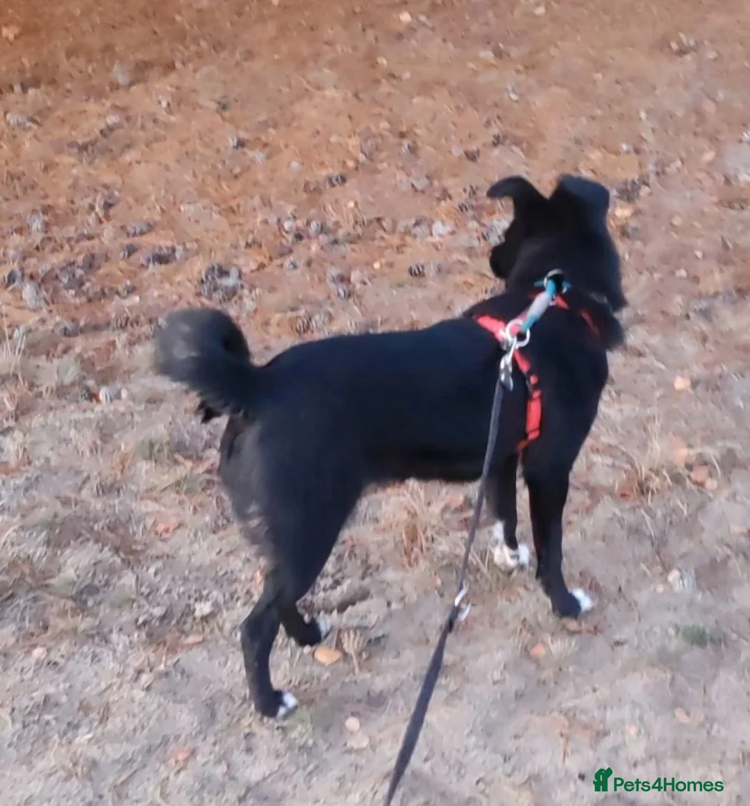 Border Collie dogs for adoption: 🐾 BONNIE – Female Border Collie 🐾 in West Malling - Advert 2