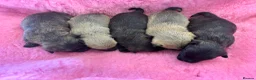 Cairn Terrier dogs for sale: KC Registered Cairn Terrier Pups - Advert 3