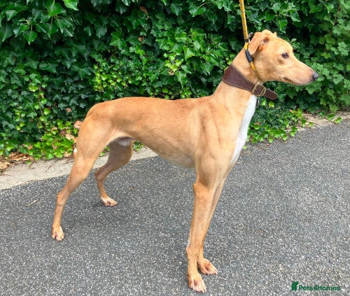Lurcher dogs LENNOX, 2-year-old lurcher in rescue in Halifax - Advert 14