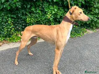 Lurcher dogs LENNOX, 2-year-old lurcher in rescue in Halifax - Advert 4