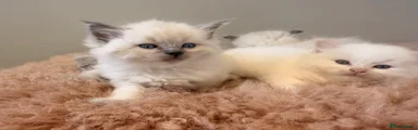 Ragdoll Kitten 1
