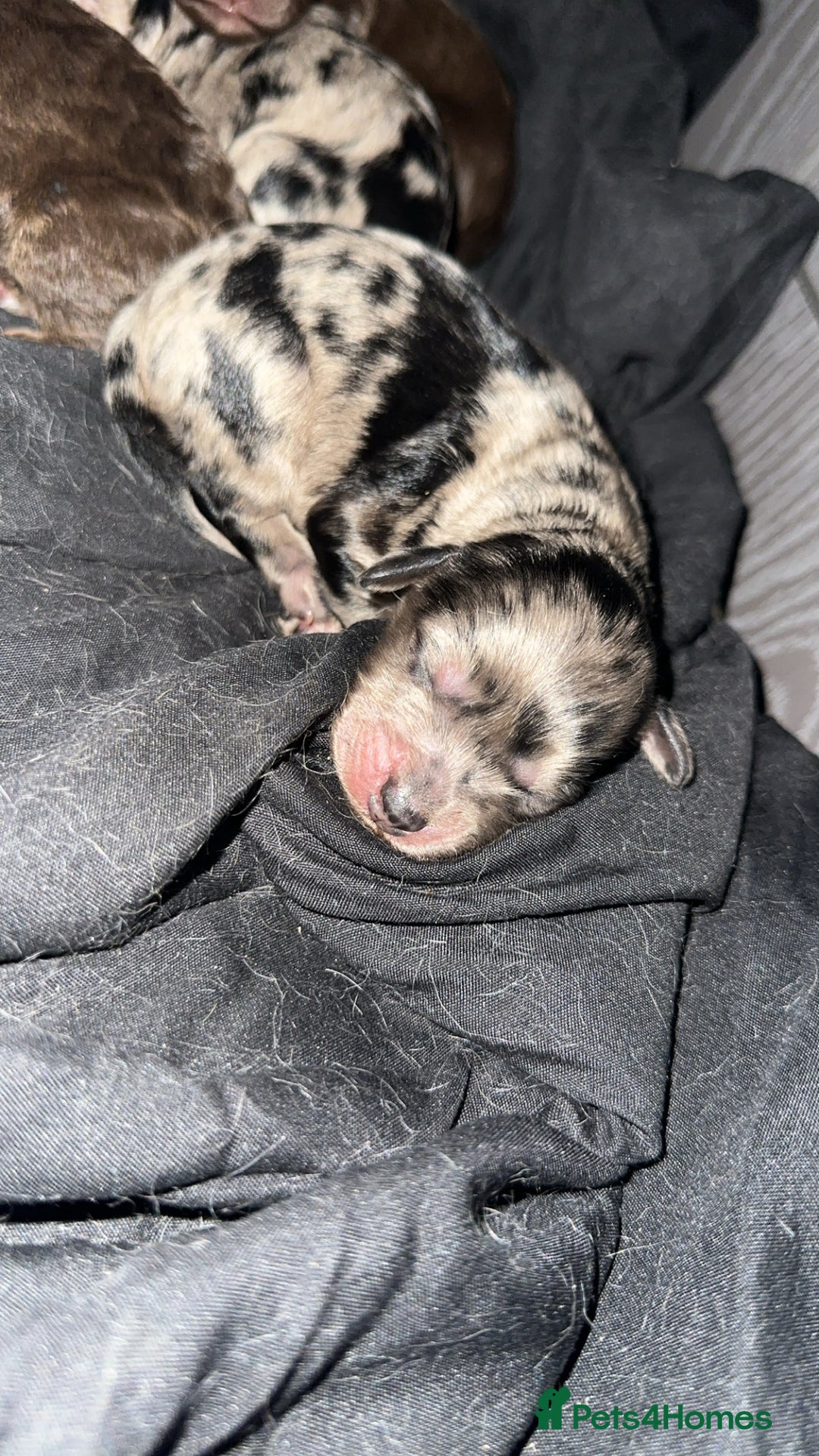 Cockapoo dogs for sale: 5 gorgeous cockapoos - Image 24