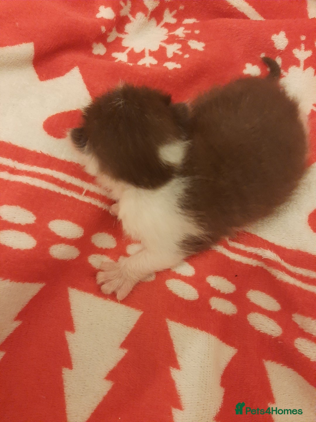Mixed Breed cats for sale: Sell 3 Boys 1 girl  - Image 5