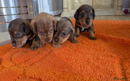 Mixed Breed dogs for sale: 3/4Dachshund X 1/4Jack  - Image 6