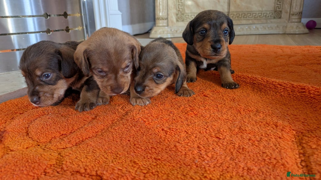 Mixed Breed dogs for sale: 3/4Dachshund X 1/4Jack  - Image 6