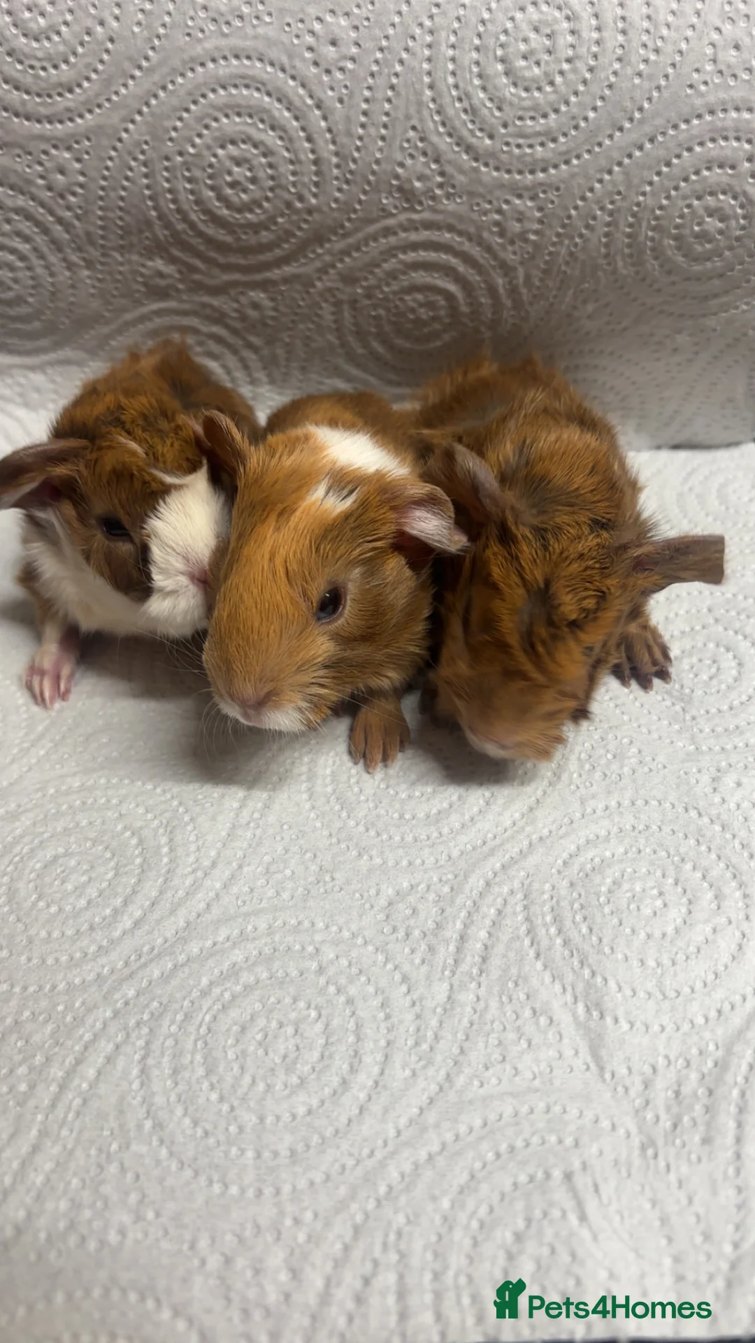 Guinea Pig rodents for sale: Beautiful babies BORN/ready 2 reserve  - Advert 11