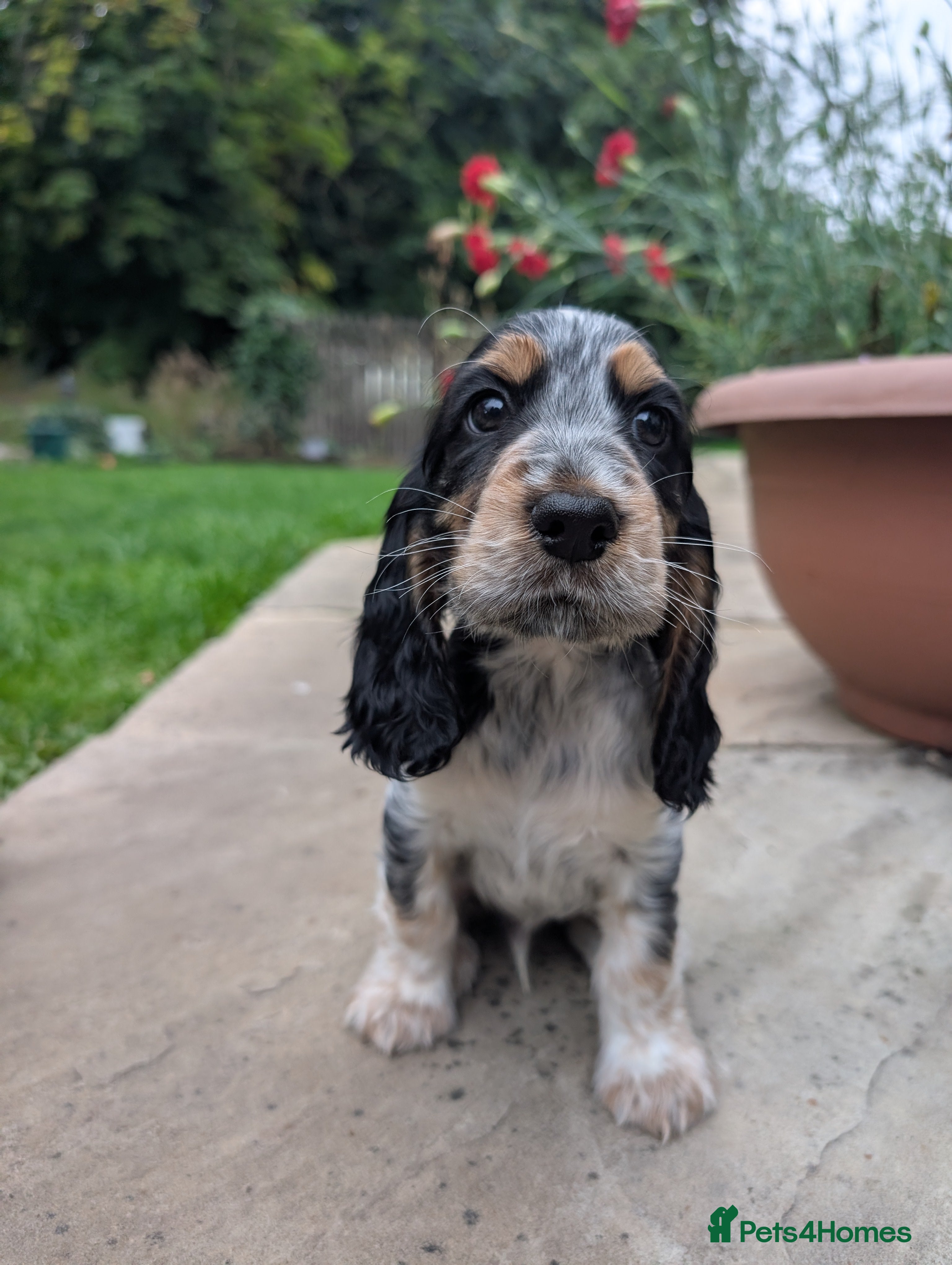 Cocker Spaniel dogs For sale - Advert 2