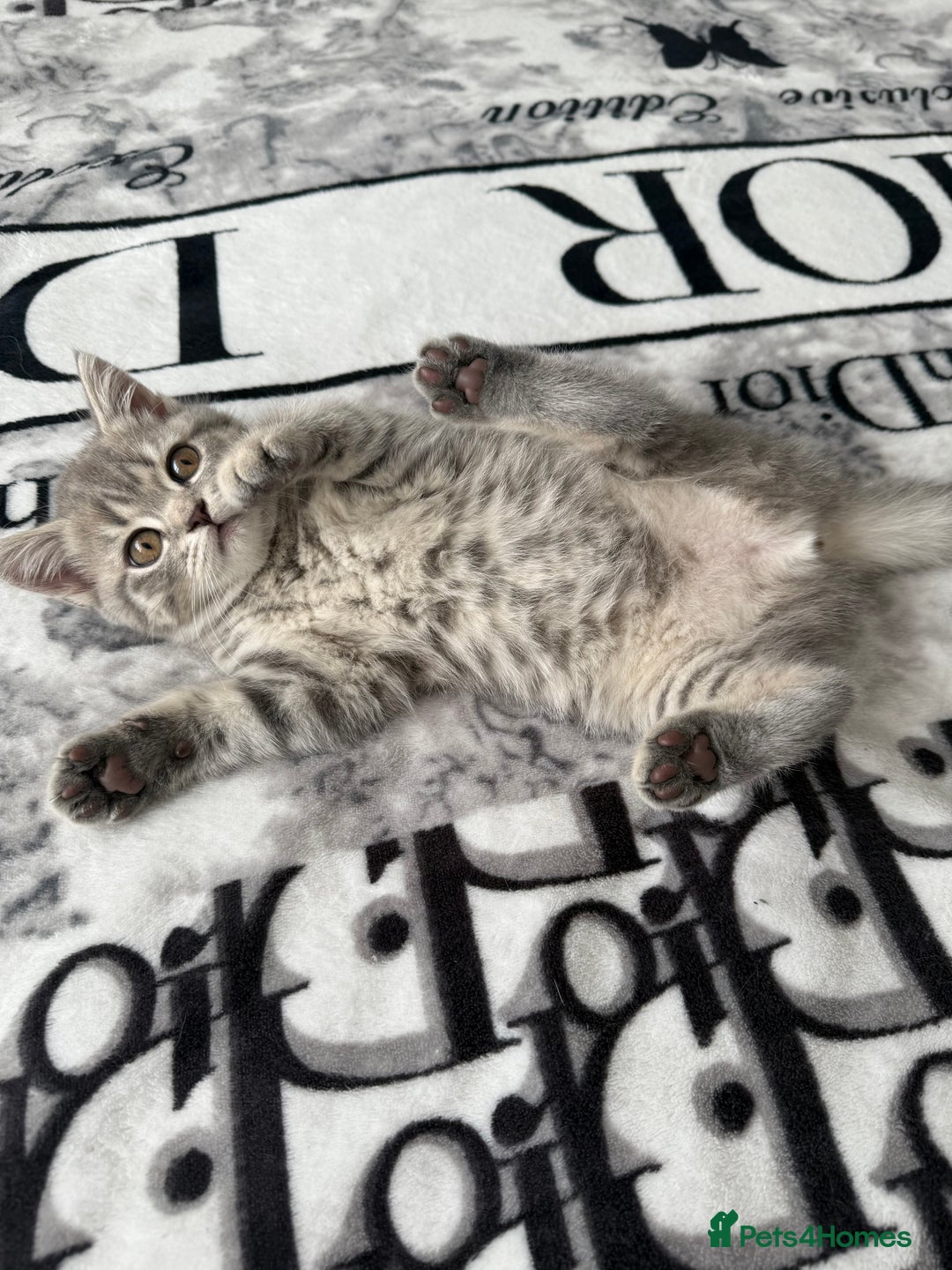 Scottish Fold cats for sale: scottish fold kittens  - Image 17