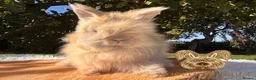 Angora rabbits for sale: Fully Vaccinated Pedigree English Angoras  - Advert 17