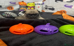 Pug dogs for sale: Pretty Female Pug Puppies x2 HEALTHY & HAPPY  - Image 16