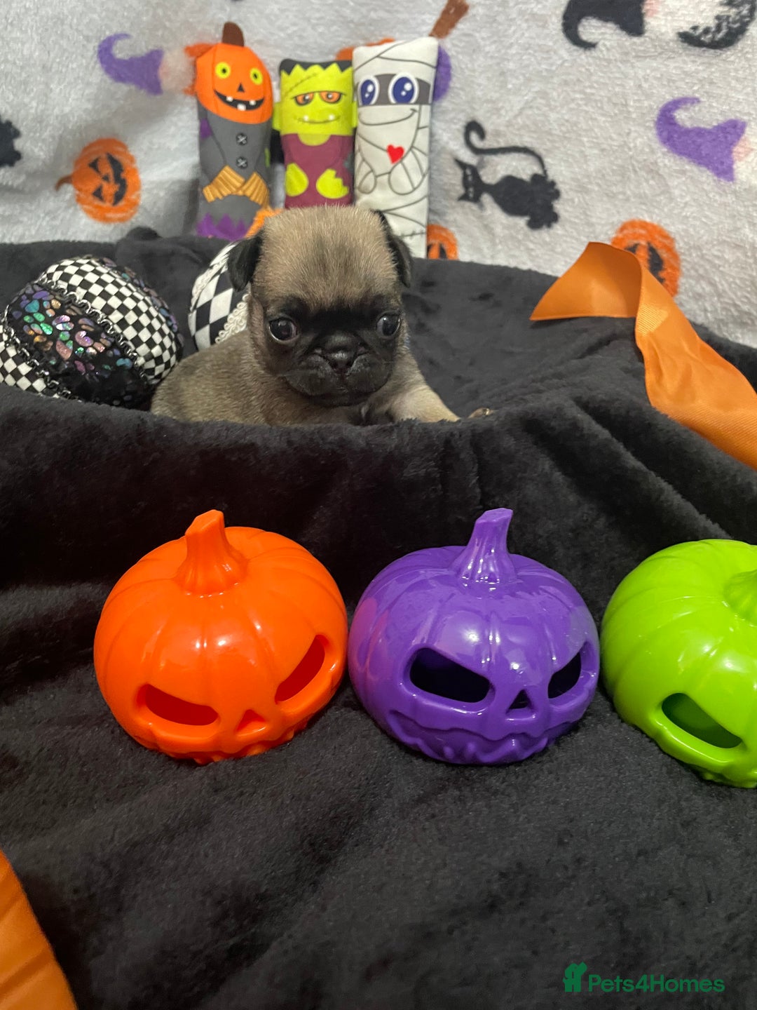 Pug dogs for sale: Pretty Female Pug Puppies x2 HEALTHY & HAPPY  - Image 16