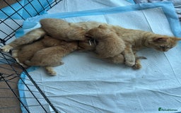 Mixed Breed cats for sale: Beautiful ginger litter  - Image 2