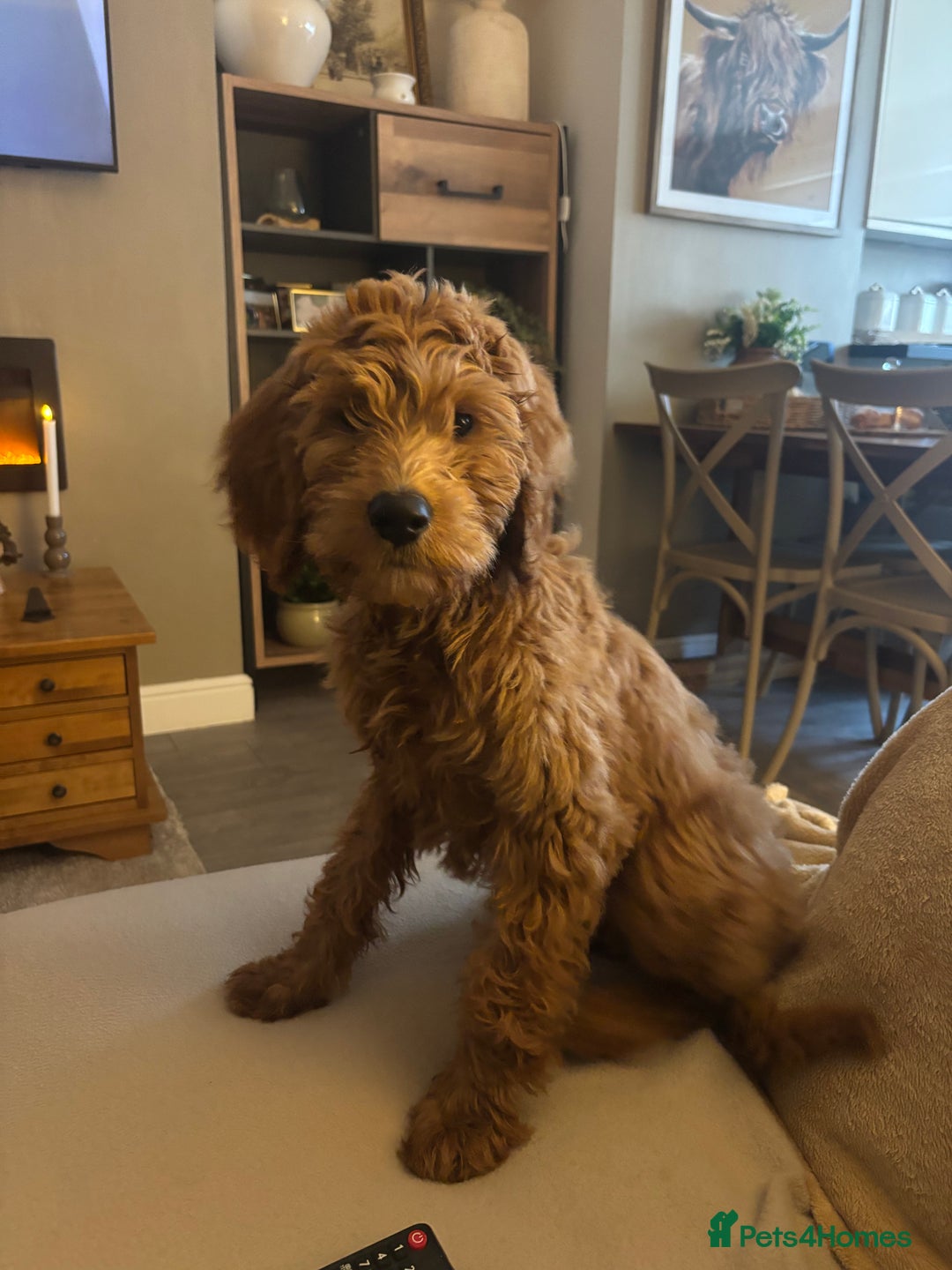 Mini Goldendoodle dogs for sale: Beautiful goldendoodle - Advert 1