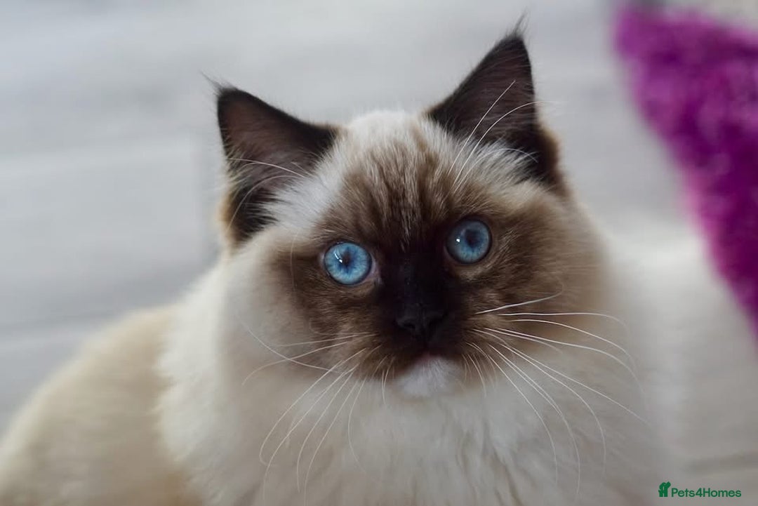 Ragdoll cats for sale: Pedigree Adult Ragdolls  - Advert 26