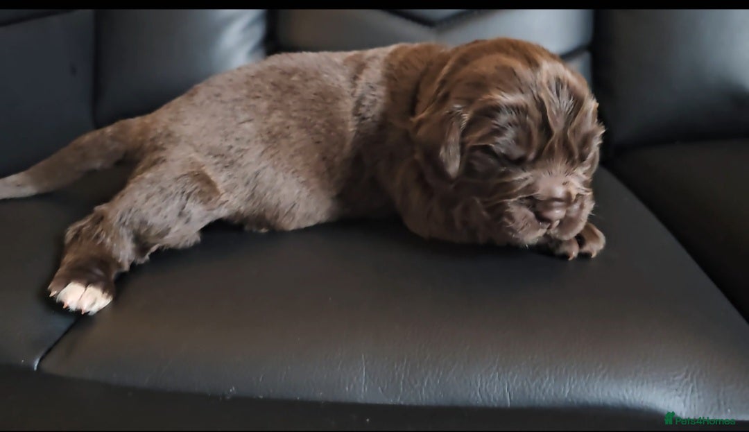 Newfoundland dogs Newfoundland pups for sale - Advert 1