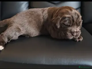 Newfoundland dogs Newfoundland pups for sale - Advert 1