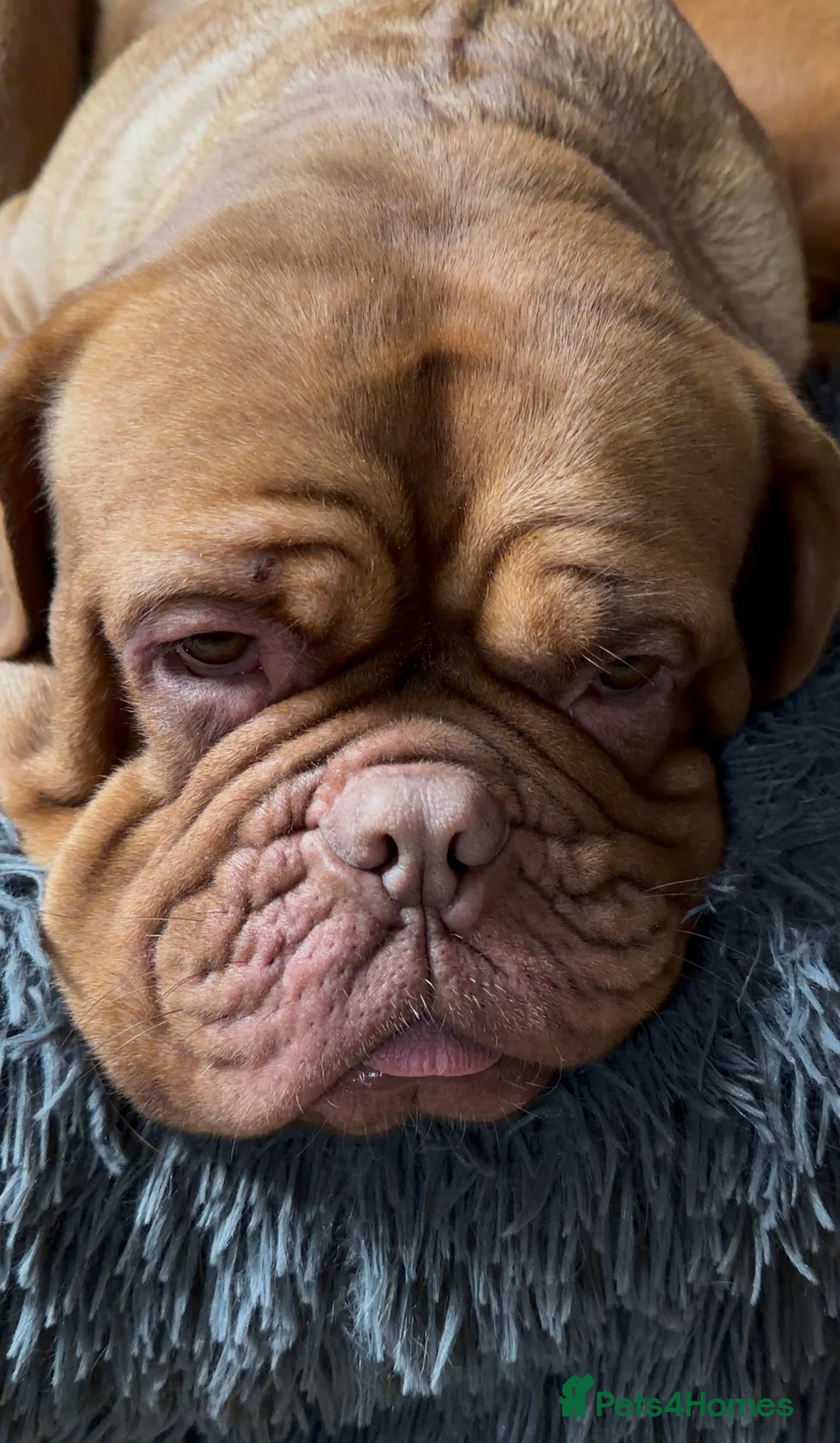 Dogue De Bordeaux dogs for sale: Dogue de Bordeaux girl 2.5 years old  - Advert 2