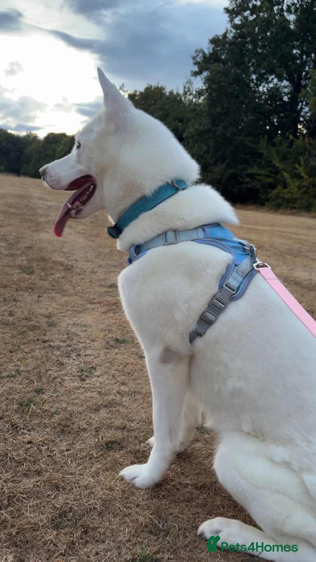 Huskita dogs for sale: Koda  - Advert 2