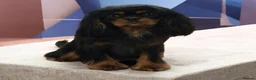 Cavalier King Charles Spaniel dogs for stud: Kc Reg Cavalier King Charles Spaniel Stud - Advert 1