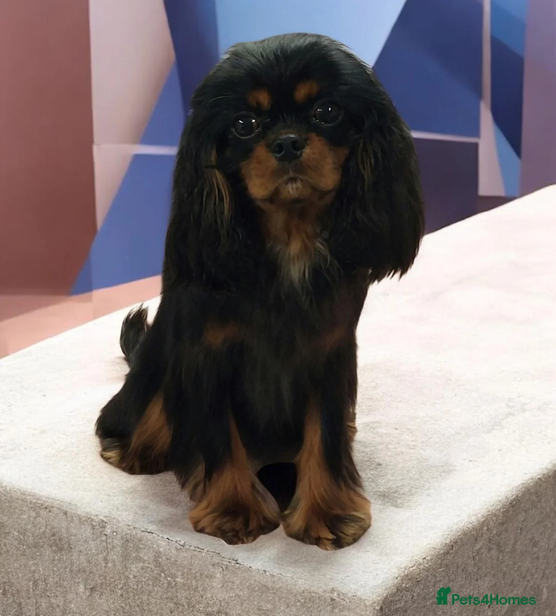 Cavalier King Charles Spaniel dogs for stud: Kc Reg Cavalier King Charles Spaniel Stud - Advert 1
