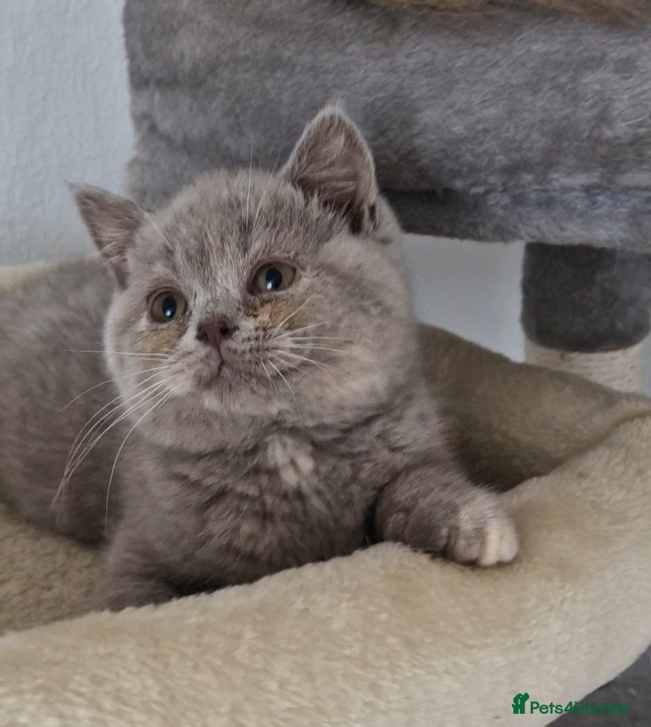 British Shorthair cats AVAILABLE Female lilac British Shorthair kitten - Advert 4