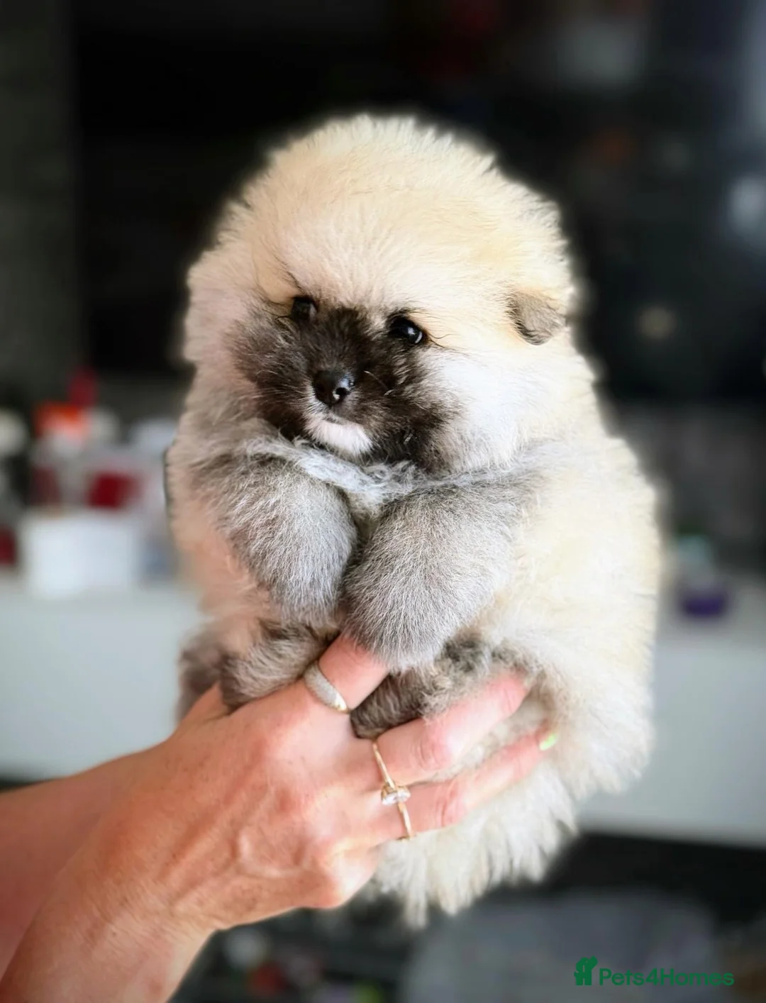 Pomeranian dogs for sale: Teddy bear Pomeranian  - Advert 2