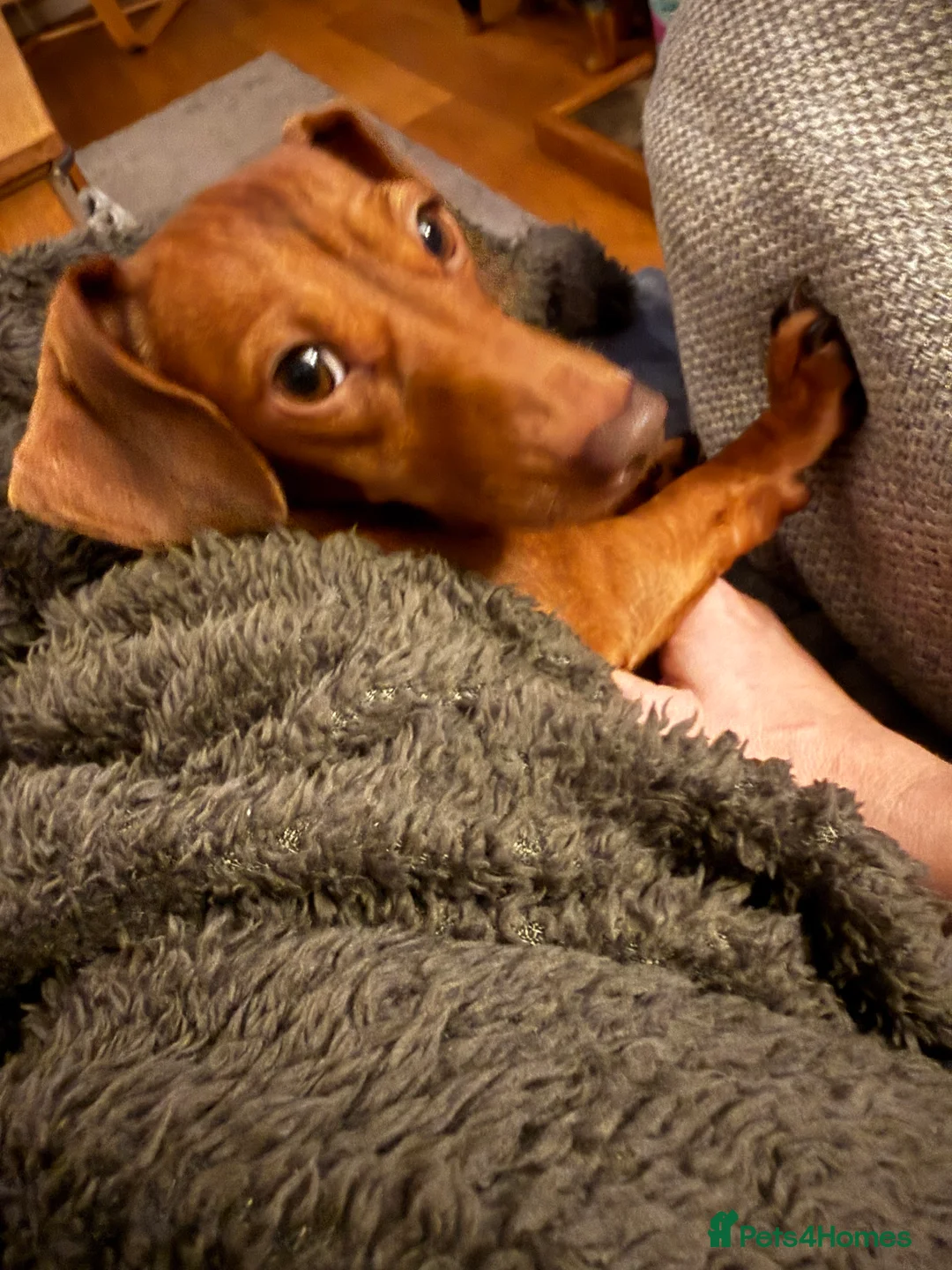 Miniature Dachshund dogs for sale: Loving home wanted for Beautiful Mini Dachshund - Advert 2