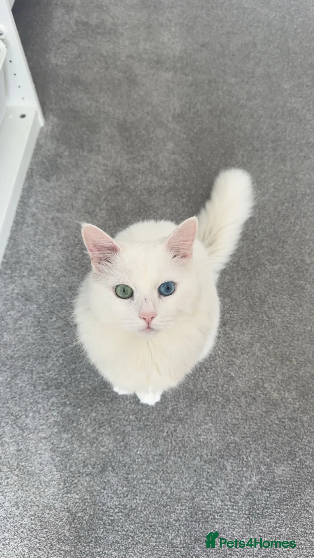 Siberian cats for sale: 🐾 Beautiful Siberian Kittens  2 Boys & 2 Girls 🐾 - Advert 2