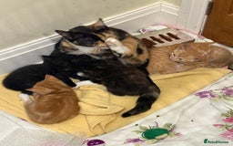 Mixed Breed cats for sale: Gorgeous ginger female tabby  - Image 6