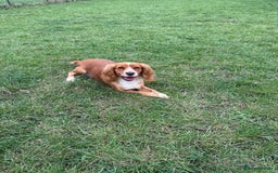 Cocker Spaniel dogs for sale: Beautiful  - Image 3