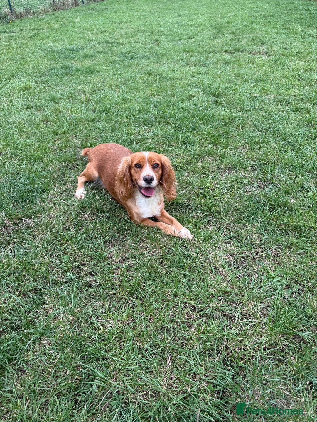 Cocker Spaniel dogs for sale: Beautiful  - Image 3