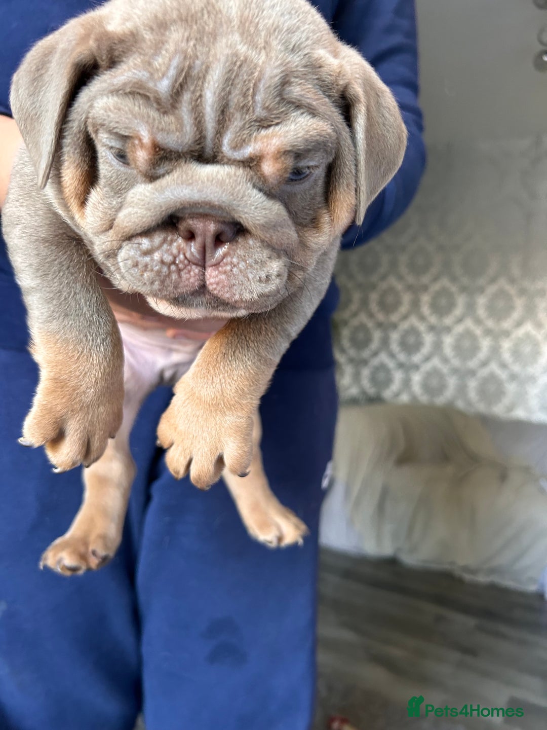 English Bulldog dogs for sale: Outstanding English bulldogs  - Image 14