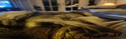 Miniature Schnauzer dogs for sale: Outstanding Miniature Schnauzer puppies - Advert 13
