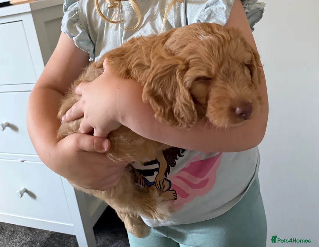 Mixed Breed dogs for sale: Cockapoo x - Advert 2