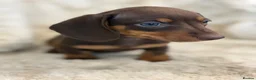 Miniature Dachshund dogs for sale: Beautiful mini smooth dachshund puppies - Advert 7