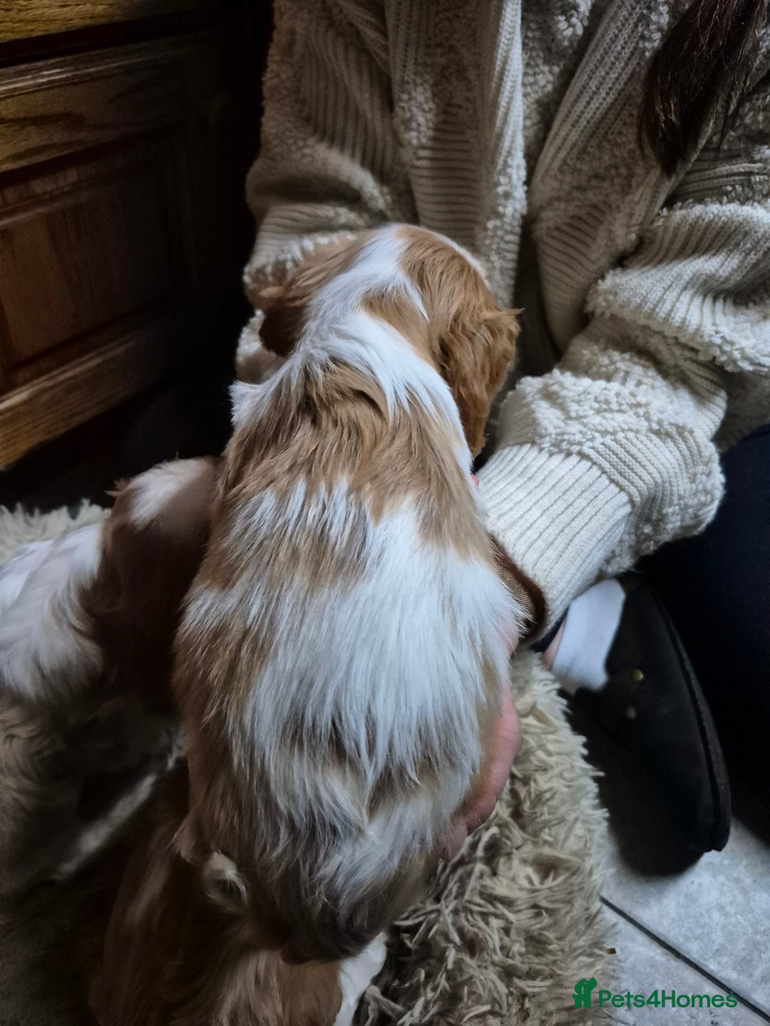 Cavalier King Charles Spaniel dogs for sale: Blenheim Cavalier King Charles spaniel puppies  - Image 11
