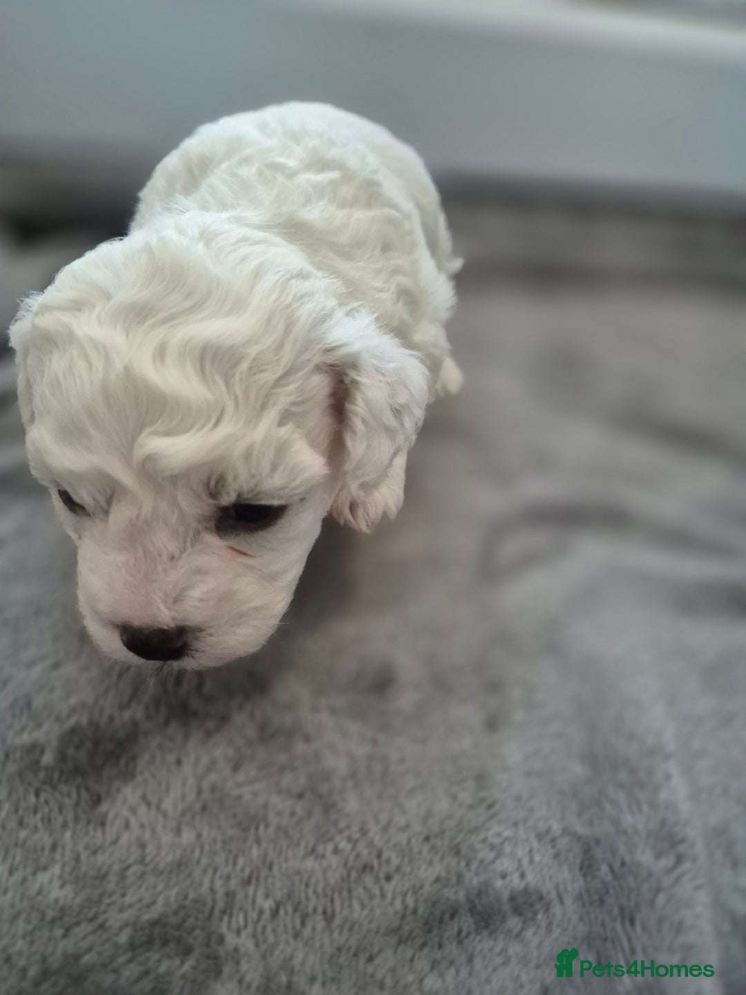 Bichon Frise dogs for sale: Pure White Bishon Frise - Advert 13