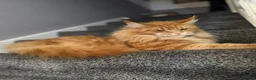 Maine Coon cats for sale: Pure breed beautiful main coon kitten  - Advert 32