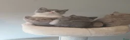 British Shorthair cats for sale: Ready to leave🐈‍⬛ - Advert 32